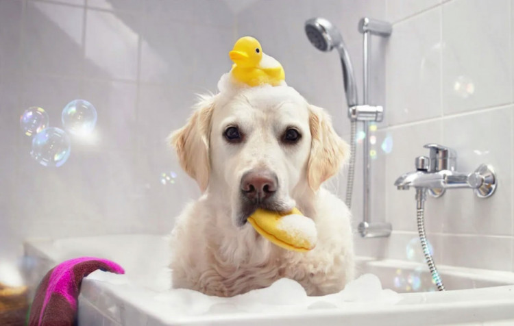 Dctr.Go Шампунь-бальзам для животных Sнampoo Therapy "Мультиуход" 1000 ml в Самаре